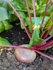 The beets are ready to pick. Beets are sweet and tender – and one of the healthiest foods. Beets contain a unique source of phytonutrients called betalains, which provide antioxidant, anti-inflammatory and detoxification support.