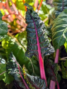 I already planted some crops. Ryan and I make sure to plant in succession, so there is always something growing. One cannot miss the gorgeous Swiss chard. They are so vibrant with stems of rose, gold, orange, and white. Chard has very nutritious leaves making it a popular addition to healthful diets.