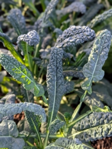 There's also a bed of kale ready to harvest. Kale is related to cruciferous vegetables like cabbage, broccoli, cauliflower, collard greens, and Brussels sprouts. There are many different types of kale – the leaves can be green or purple in color, and have either smooth or curly shapes.