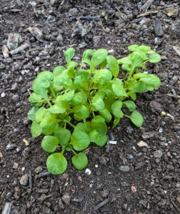 And this is young mâche - a type of leafy, non-lettuce salad green that some recognize as lamb's lettuce, doucette, or corn salad with a nutty and somewhat sweet flavor.