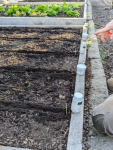 This bed is designated for carrots of various colors. Each container of seeds to be used is placed next to its corresponding marker. I like to make sure we keep track of what varieties grow well, so I know what to use again next season.