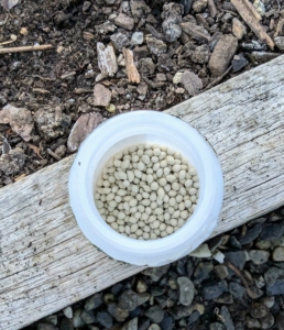 These seeds are pelleted, or coated, carrot seeds. Pellets make seed handling easier for small-seeded crops.