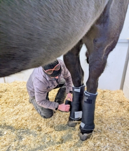 Helen secured support band boots on all Bond's legs for the two-hour ride.