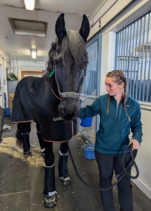 Lily escorts Bond out of his stall - he is eager to walk.