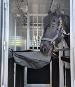 Bond walked into the trailer on the first try. He's ready to go!