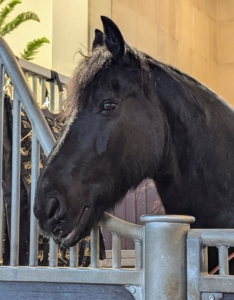 And here is Bond - look closely, he's smiling. I'm so glad you're feeling better dear Bond. Thanks for all the help, Dr. Kilgallon and your team, Dr. Belgrave, and the staff at Mid-Atlantic Equine Medical Center.