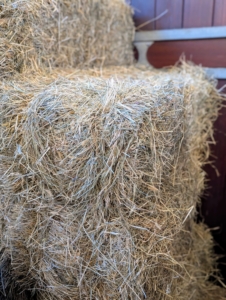 And check flakes of hay whenever possible. To protect horses from botulism, they can be vaccinated against the infection. Caretakers should also check water and food supplies daily making sure they are fresh and clear of moisture, and keep rodents and pests away.