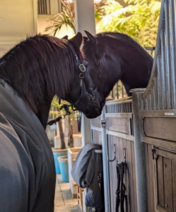 Once inside the stable - Rinze greets his good friend Bond, who just returned from the equine hospital yesterday. He will be turned out with his herd after another week of stall rest.