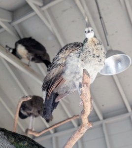 On cold days, some of the peafowl perch indoors. These peahens are quite happy. Peafowl are pretty tolerant of cooler weather also. Their feathering and ability to regulate body temperatures help them to stay warm.