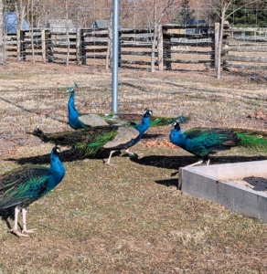 These peacocks are outside, seemingly un-phased by the cold and always on alert.