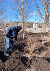 And by hand, a three to four inch layer of compost is spread over all the beds. I prefer this done in winter when flowers are not in bloom and the crew can gingerly walk through without disturbing any growth.