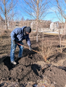 Adan spreads a two to three-inch layer of mulch over the area. In time, the mulch will also help to suppress weed germination and retain moisture. Do you know the difference between compost and mulch? Compost is organic matter that has been decomposed over time, while mulch is the layer of organic materials used as a protective cover.