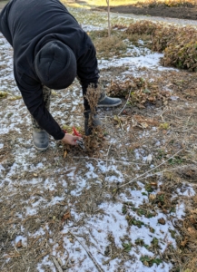 Nearby, José trims back the plants that have lost their leaves. When cutting back perennials this time of year, they should be trimmed to a height of one to two inches above the ground, close to the dormant base of the plant.