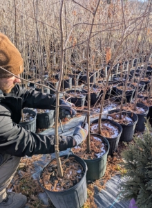 My gardener Josh checks each potted sapling and limbs up each specimen where it's needed.