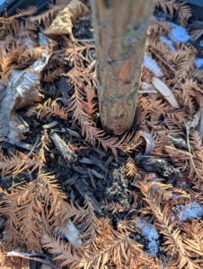 He's working on these young bald cypress trees. Cypress trees such as deciduous varieties like the bald cypress, turn a rusty brown in winter as part of the natural dormancy cycle.