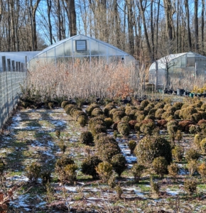 Pruning, grooming, and cleaning up is also happening in my nursery of boxwood and potted trees. This fenced in area is behind my hoop houses and well protected from strong winds.