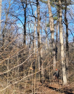 Look closely - my resident tree expert, Pasang Sherpa, is out there checking on the mature trees in the woodland, looking for those that need to be trimmed or cut down.