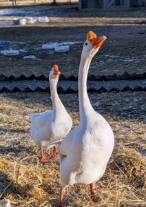 My Chinese geese don't seem to mind the weather at all. All my geese have access to heated shelters and thick hay beds, but they all love to walk around their enclosure and watch the activity around the farm. Chinese geese are refined and curvaceous. They hold their heads high and have long, slim, well-arched necks. Their bodies are short, and have prominent, well-rounded chests, smooth breasts and no keel. Mature ganders average 12-pounds, while mature geese average 10-pounds.