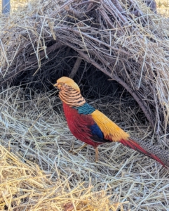 This is one of my four exotic golden pheasants. Cesar constructed two shelters from fallen branches and covered the structures with hay. These gamebirds use them often when not in their coops.