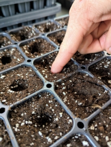 Using a finger or the end of a closed thick marker pen, Ryan makes a shallow hole in each cell of the tray.