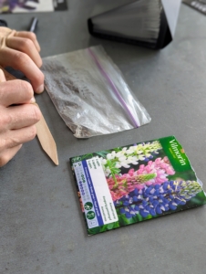 Ryan prepares markers for the lupines, writing down the flower name and variety. The bag on the left contains seeds from flowers we've grown in the past.