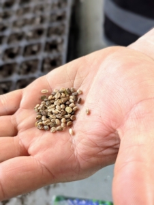 Lupine seeds are oval shaped, shiny, and light brown in color. They are also a good size, making them easy to see and handle.