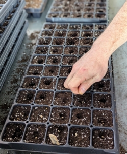 Here, Ryan drops the seeds into the cells by hand – about two for each cell. Germination is never guaranteed, so multiple seeds are always planted. This provides a better chance at least one will take root.