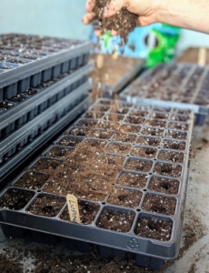 Once the entire tray has been filled, Ryan adds more potting mix to cover the seeds.