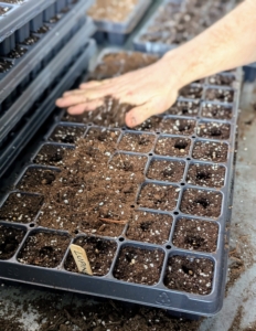 He carefully levels the mix over the tray. And then he lightly pats the soil down, so the seeds have good contact with the soil.