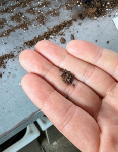 Delphinium seeds are very small, brown, and triangular in shape – be careful when pouring them out of the packet.