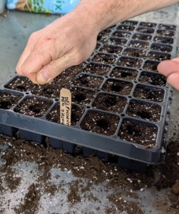 Again, Ryan drops a couple seeds into each cell of the tray.