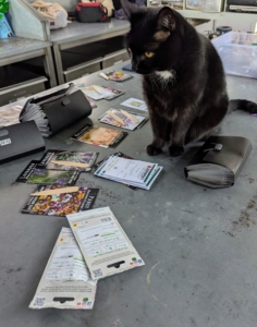 Our favorite greenhouse kitty, Blackie, loves to watch all the activity in the greenhouse.