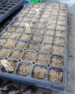 Next, Ryan covers the campanula seed tray with a layer of vermiculite. Vermiculite is a mica-like mineral often used as a soil amendment. It is mined out of the ground, exfoliated, treated with high heat and pressure to force it to expand. The porous surface is great for retaining moisture and nutrients.