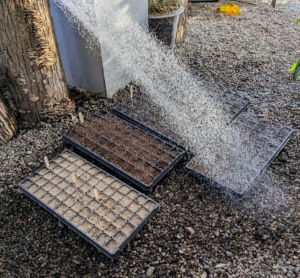 All the trays are given a good and thorough drink.