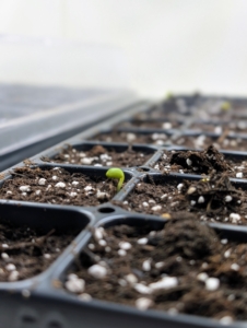 And look, after just three days, a lupine has already poked through the soil. We're off to a great start. And then it’s back to starting more seeds, but we have many more trays to go. Seeds are usually started about two months before the last frost – we will be planting seeds well into March.