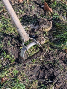 Weeds are removed before any top dressing is applied. Covering the garden beds with compost will also help deter future weeds... we hope.