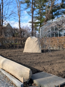 And this bed is in front of my main greenhouse. The boxwood shrub is tucked safely under protective burlap and the surrounding area is covered with a layer of compost to insulate all the bulbs below.