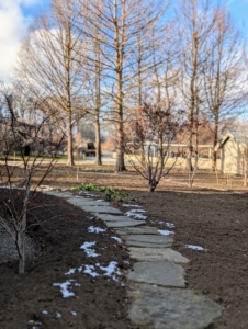 This area is part of my Stewartia garden, where I plant various perennials, spring blooming bulbs, and of course, Stewartia trees.