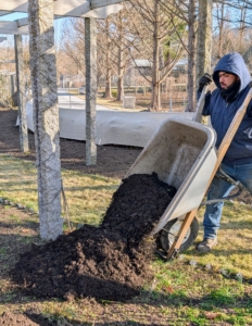 And then as each wheelbarrow is filled, it is brought to the cleaned bed and unloaded in piles. Here is Adan delivering more compost to the pergola garden.