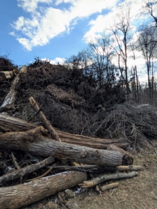 The debris is piled up high in one neat area. This gets processed through the tub grinder which I rent once a year or once every two. A tub grinder is able to grind the wood to produce finer material.