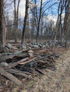 Compost also includes some of the organic debris from the woodland. During the course of the year, these felled tree limbs and branches are piled neatly by the side of the carriage road. When possible, it is either chipped and returned as dressing in the woods, or carted away and brought to the compost yard and saved for the tub grinder.