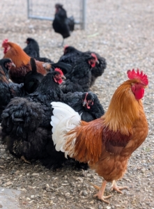 And much of it starts right here in my chicken yard. My roosters, hens, turkeys, geese, pheasants, and peafowl all help to create my valuable compost.