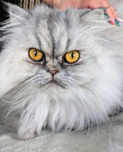 And here she is at her new home - my home. I renamed her Magnolia, and she is a most lovely silver shaded Persian with beautiful golden-copper eyes and a friendly disposition.