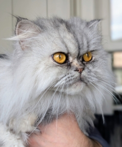 Persians are known for being laid-back, charming, and affectionate. Magnolia loves people and greets all those she sees.