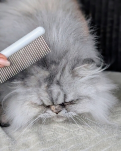 And, she also takes well to grooming. In fact, she purrs with every stroke. Persian cats with long hair require daily combing and brushing to prevent their fur from matting.