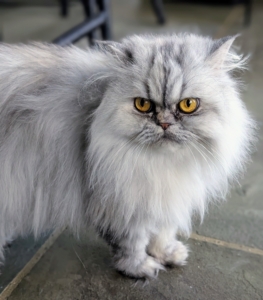 These cats are well loved for their regal appearance and are often referred to as the “aristocrats of the cat world.”