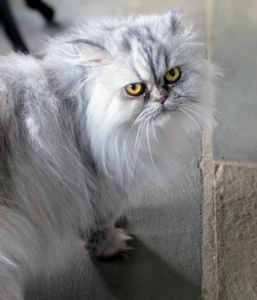 Magnolia lived in Manhattan, but after her previous owner passed away, she was transported to New York City's Animal Care and Control Center and then to Rock 'N Rescue.