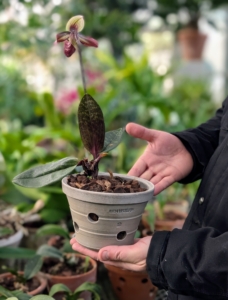 Here is one of his smaller orchid pots.