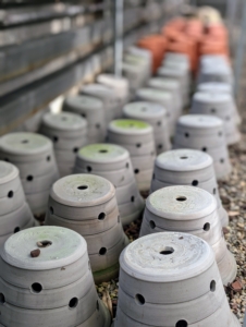 Most of these gray and terracotta pots under my greenhouse table are Ben Wolff pots just waiting to be potted with new plants.