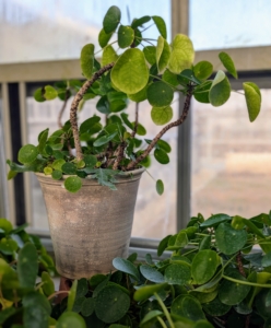 This Ben Wolff pot is planted with one of my Chinese money plants, Pilea Peperomioides.